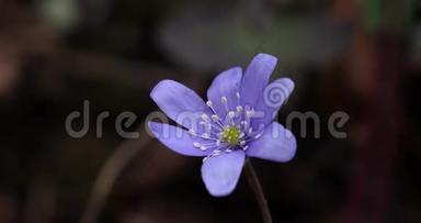 普通肝片或银莲花肝片，开蓝花野花。紫罗兰紫鹅肝，初春花在迷离中